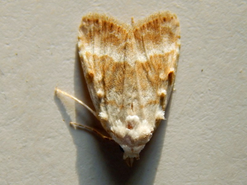 Piccola falena da ID